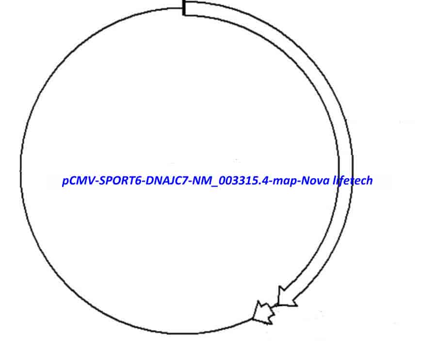 pCMV-SPORT6-DNAJC7(NM_003315.4) Plasmid