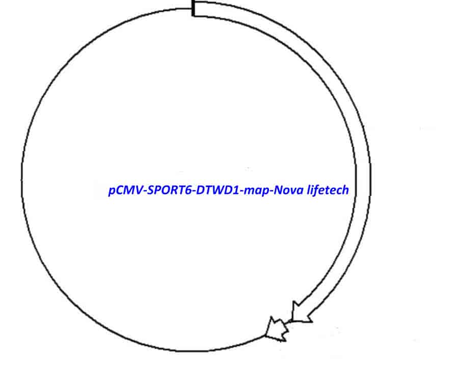 pCMV-SPORT6-DTWD1 Plasmid - Click Image to Close