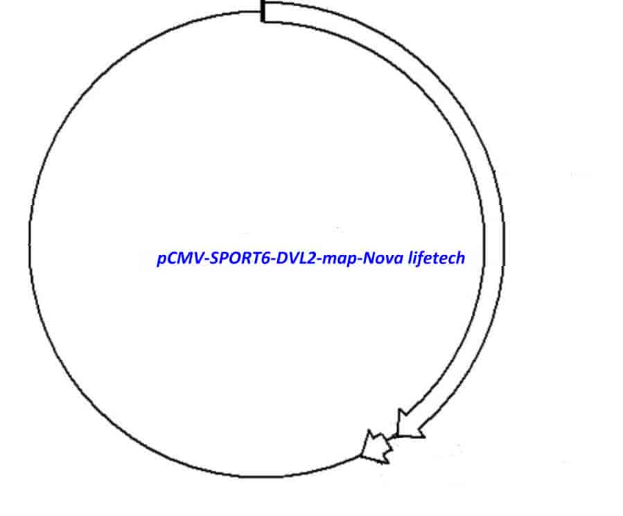 pCMV-SPORT6-DVL2 - Click Image to Close