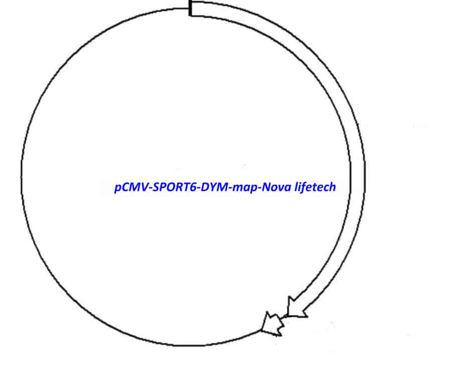 pCMV-SPORT6-DYM - Click Image to Close