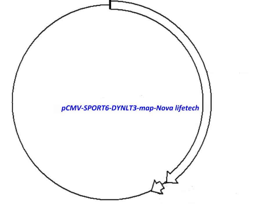 pCMV-SPORT6-DYNLT3 - Click Image to Close