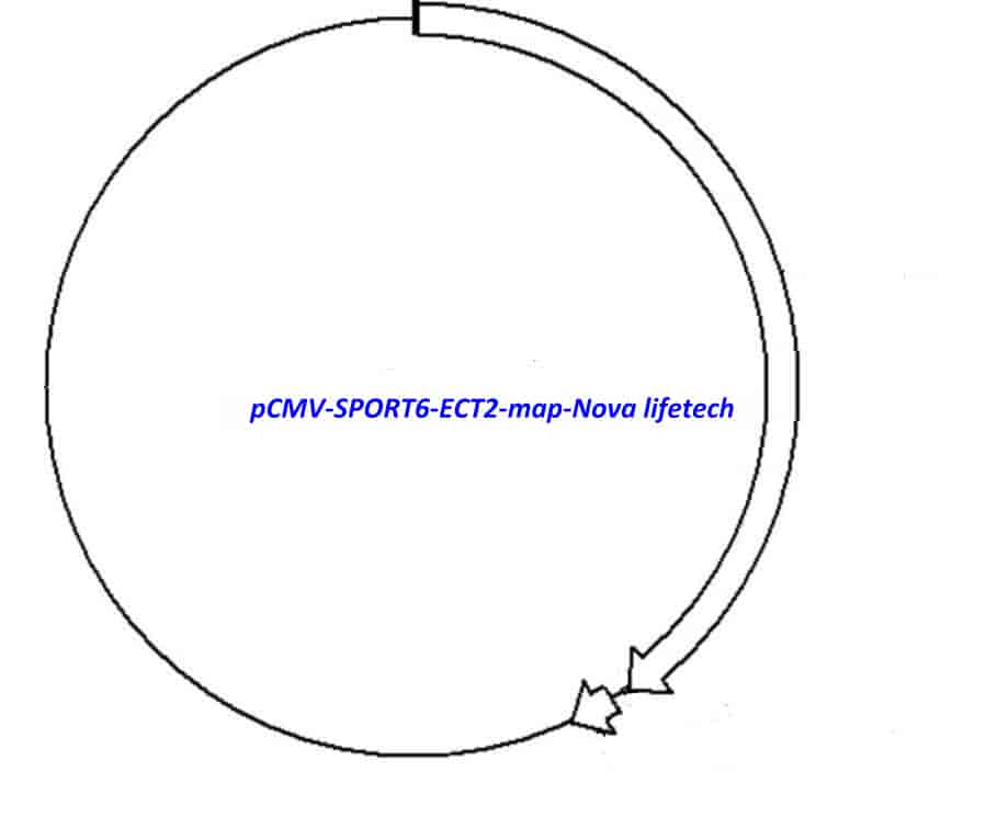 pCMV-SPORT6-ECT2