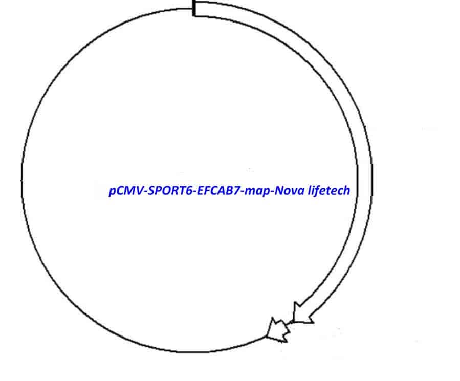 pCMV-SPORT6-EFCAB7 - Click Image to Close