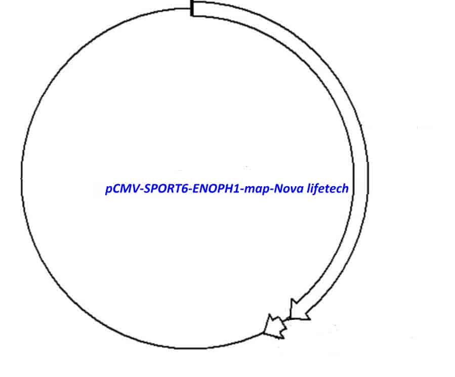 pCMV-SPORT6-ENOPH1 - Click Image to Close