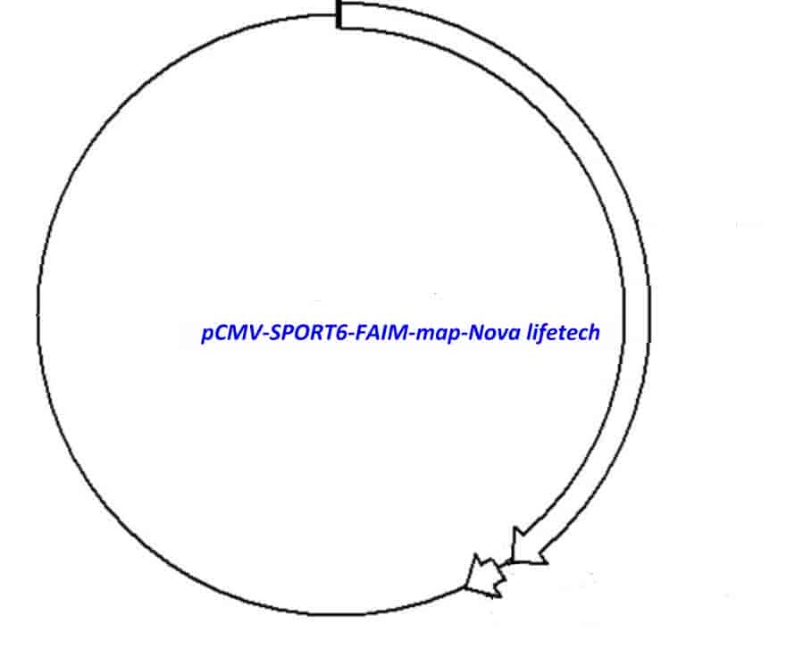 pCMV-SPORT6-FAIM Plasmid - Click Image to Close