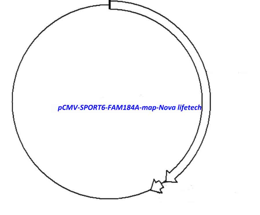 pCMV-SPORT6-FAM184A - Click Image to Close