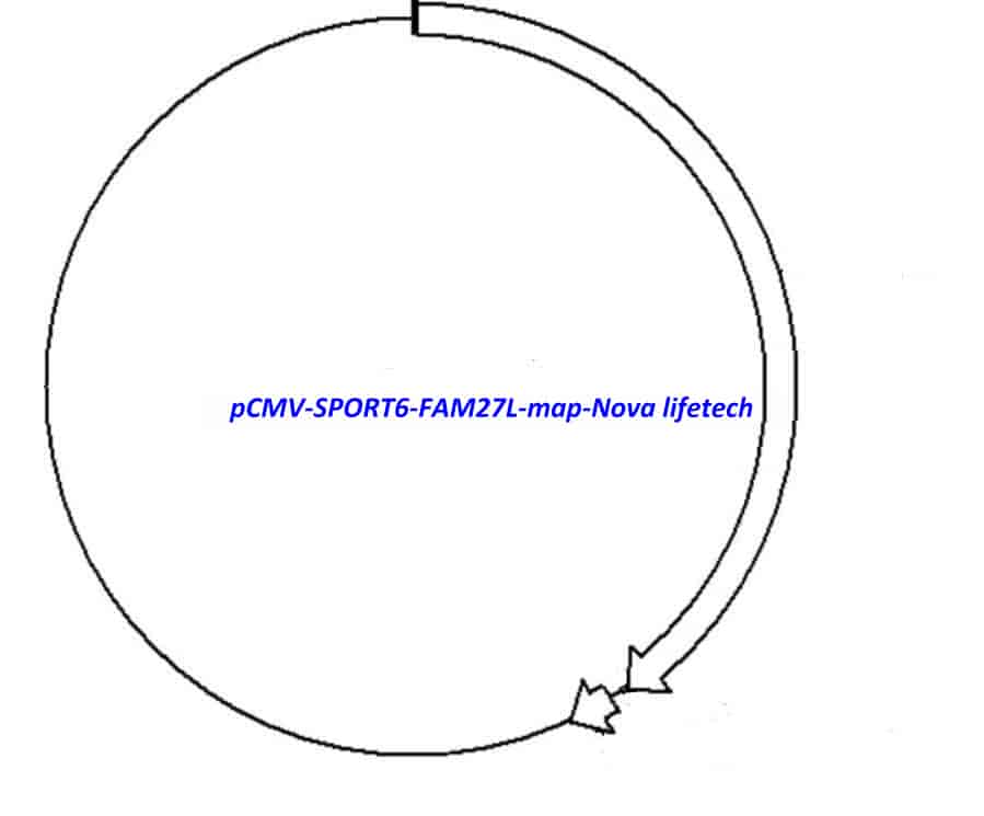 pCMV-SPORT6-FAM27L Plasmid - Click Image to Close