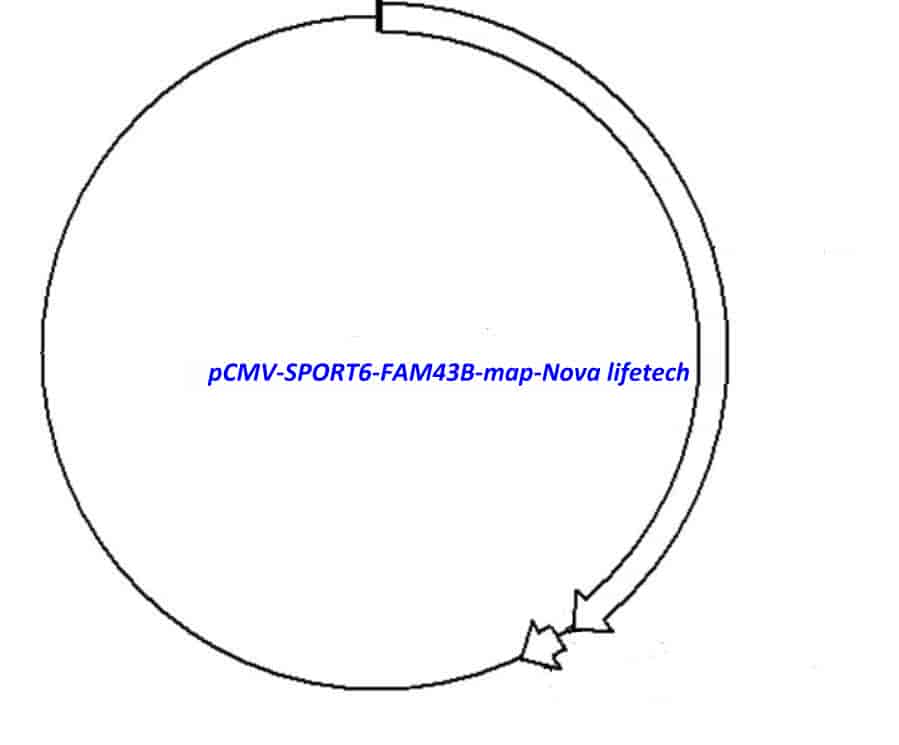 pCMV-SPORT6-FAM43B Plasmid - Click Image to Close