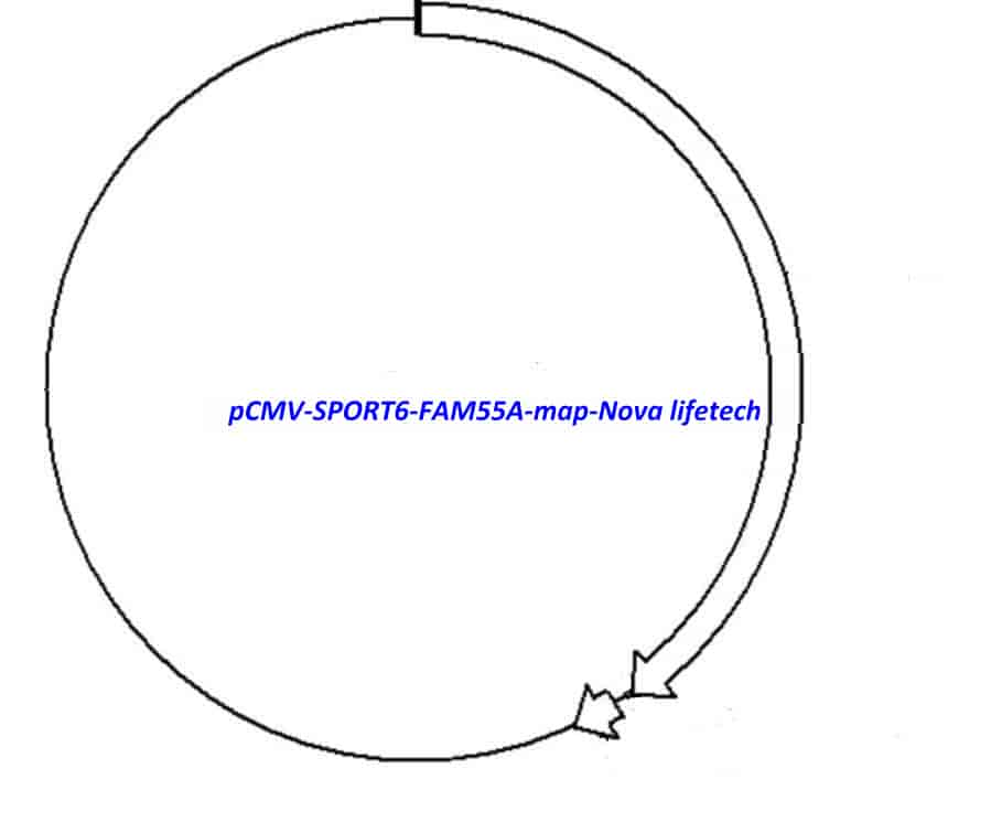 pCMV-SPORT6-FAM55A Plasmid - Click Image to Close
