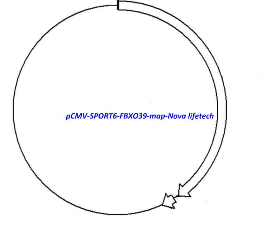 pCMV-SPORT6-FBXO39 Plasmid - Click Image to Close