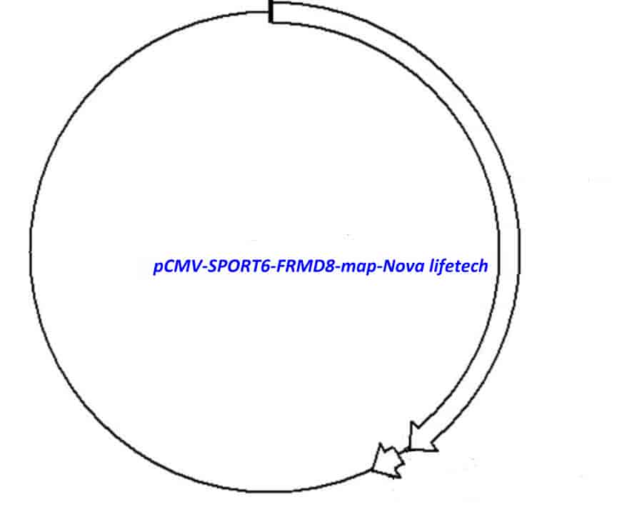pCMV-SPORT6-FRMD8 Plasmid - Click Image to Close