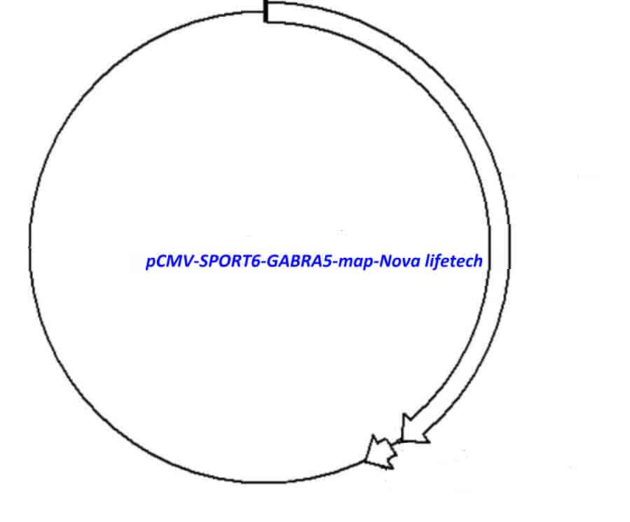 pCMV-SPORT6-GABRA5 - Click Image to Close