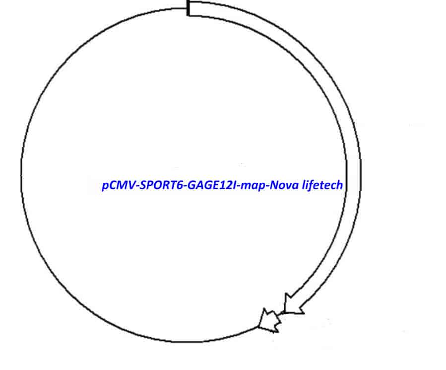pCMV-SPORT6-GAGE12I Plasmid - Click Image to Close