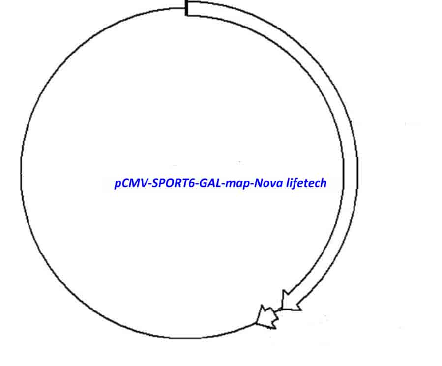 pCMV-SPORT6-GAL Plasmid - Click Image to Close