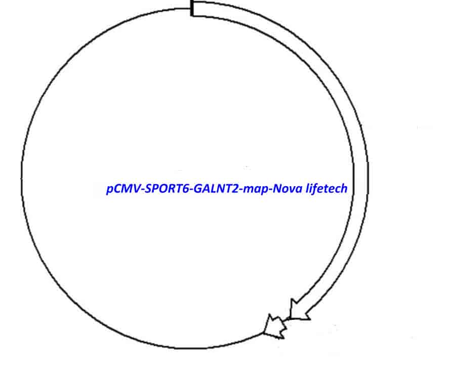 pCMV-SPORT6-GALNT2 Plasmid - Click Image to Close