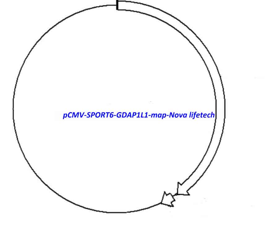 pCMV-SPORT6-GDAP1L1 - Click Image to Close