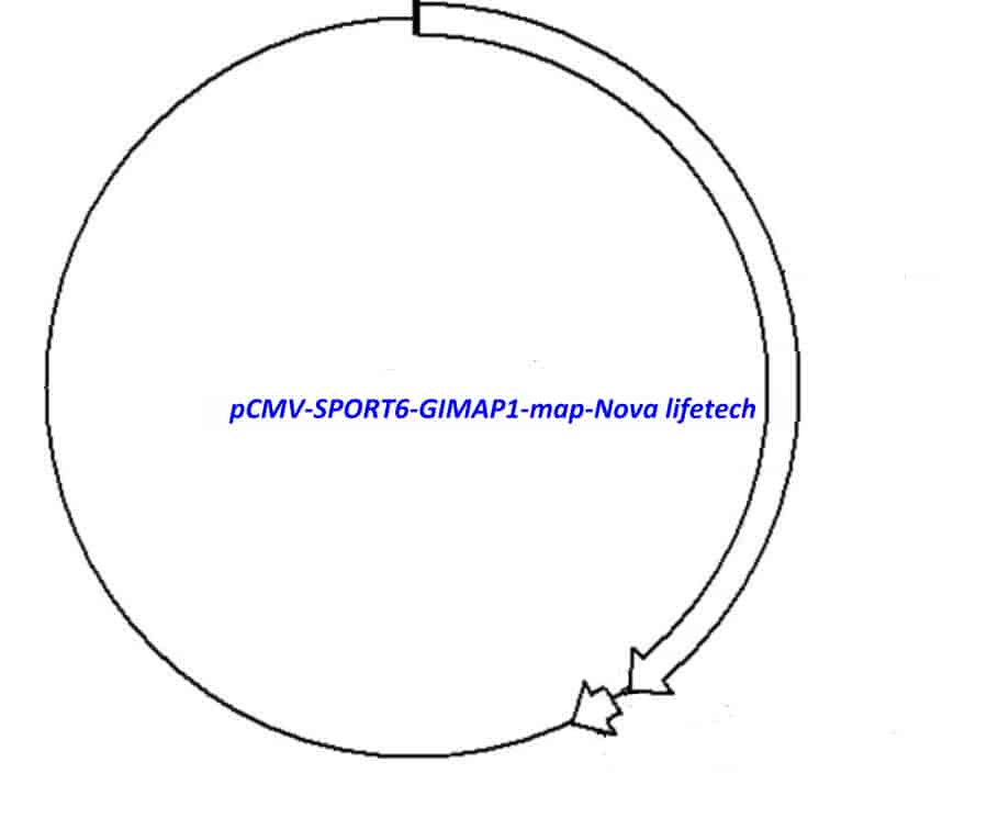 pCMV-SPORT6-GIMAP1 Plasmid - Click Image to Close
