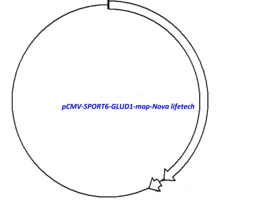 pCMV-SPORT6-GLUD1 Plasmid - Click Image to Close