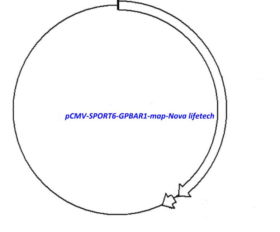 pCMV-SPORT6-GPBAR1 Plasmid - Click Image to Close