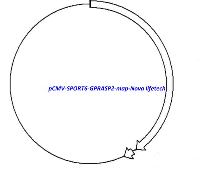 pCMV-SPORT6-GPRASP2 - Click Image to Close