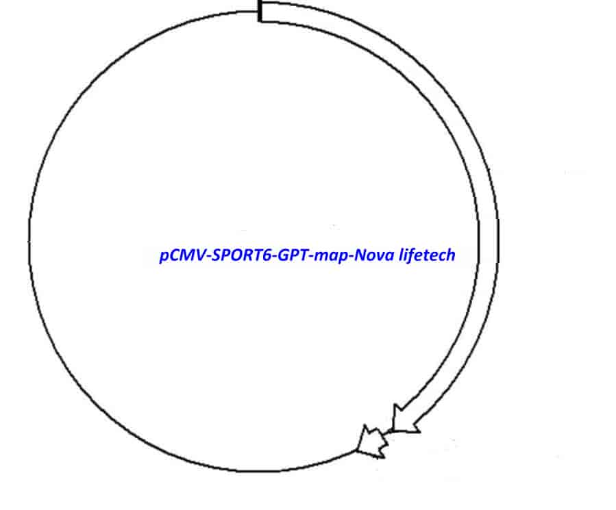 pCMV-SPORT6-GPT