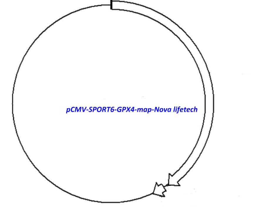 pCMV-SPORT6-GPX4 Plasmid - Click Image to Close