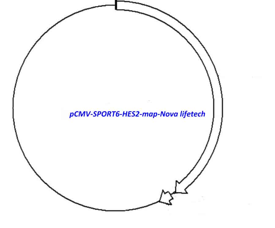 pCMV-SPORT6-HES2 Plasmid - Click Image to Close