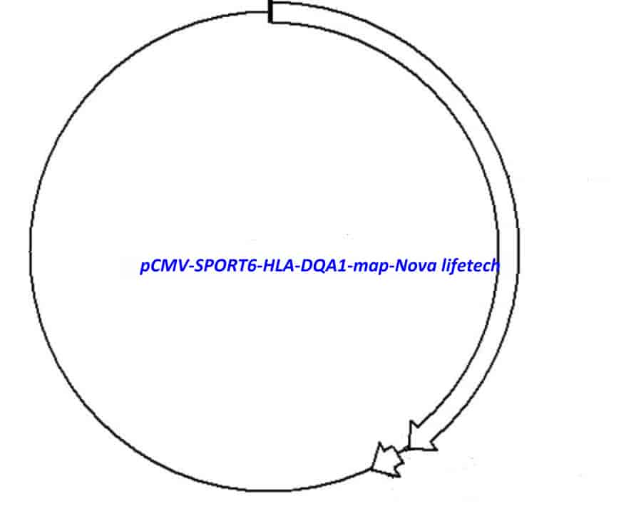 pCMV-SPORT6-HLA-DQA1 - Click Image to Close