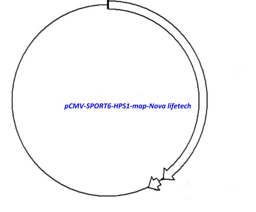 pCMV-SPORT6-HPS1 - Click Image to Close