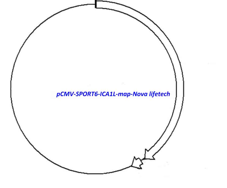 pCMV-SPORT6-ICA1L - Click Image to Close