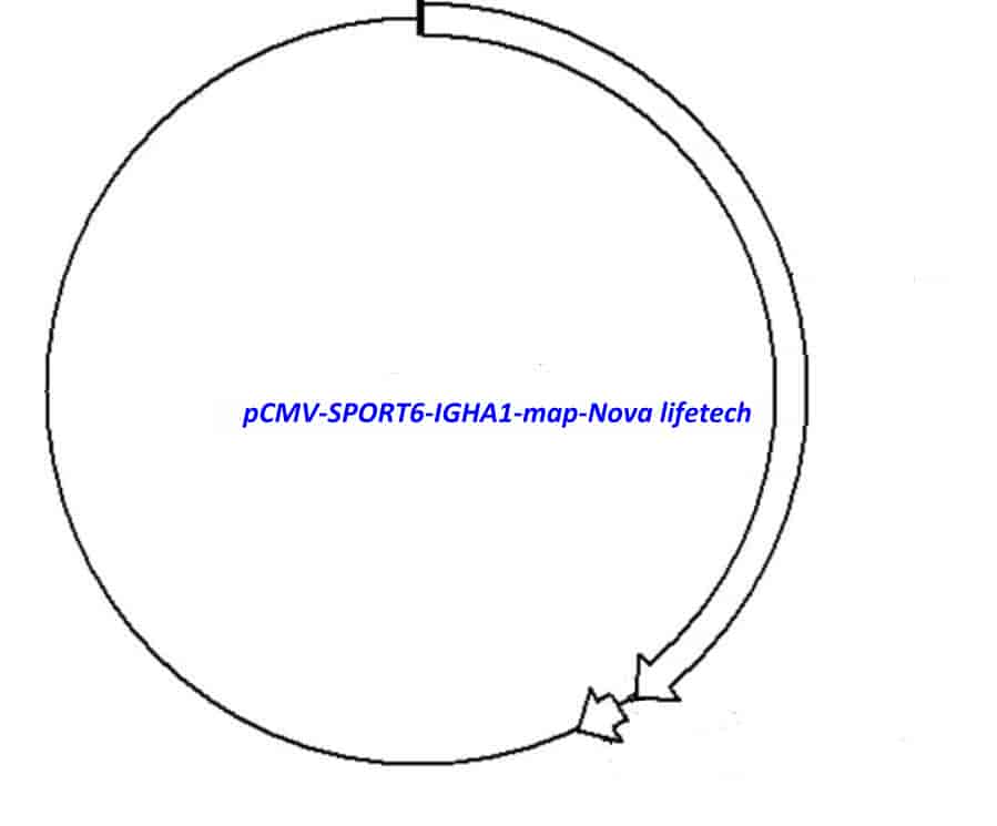 pCMV-SPORT6-IGHA1 Plasmid - Click Image to Close