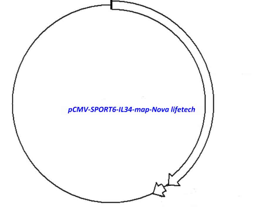 pCMV-SPORT6-IL34 Plasmid - Click Image to Close