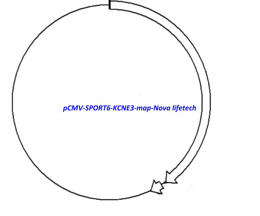 pCMV-SPORT6-KCNE3 Plasmid - Click Image to Close