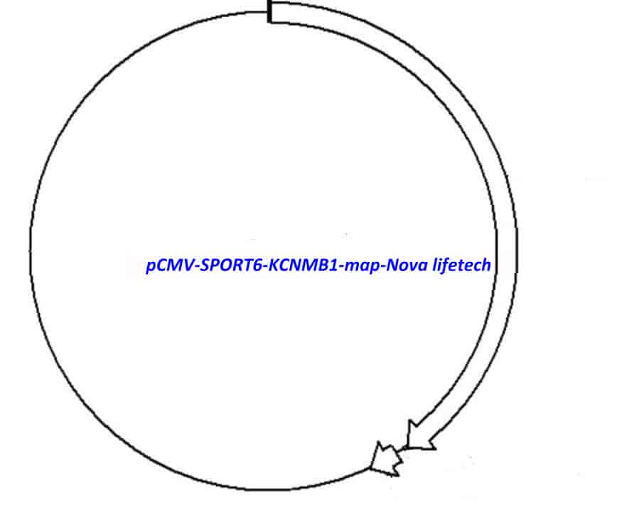 pCMV-SPORT6-KCNMB1 Plasmid - Click Image to Close