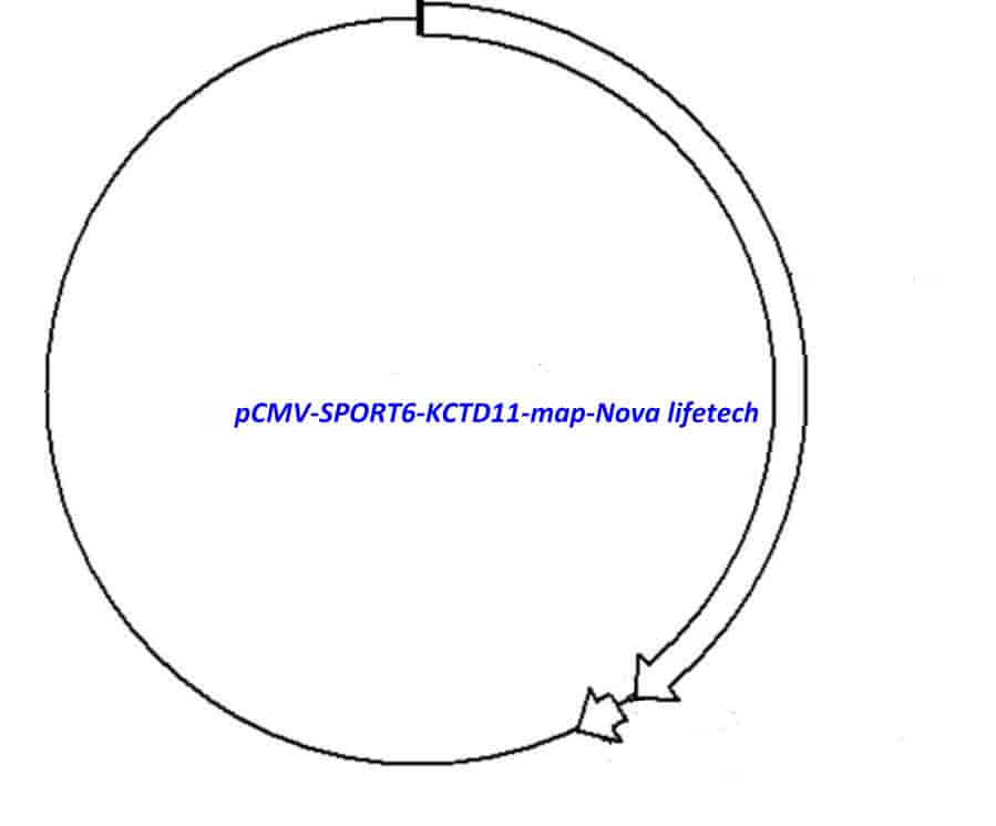 pCMV-SPORT6-KCTD11 - Click Image to Close