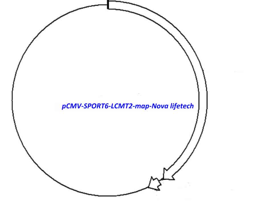 pCMV-SPORT6-LCMT2