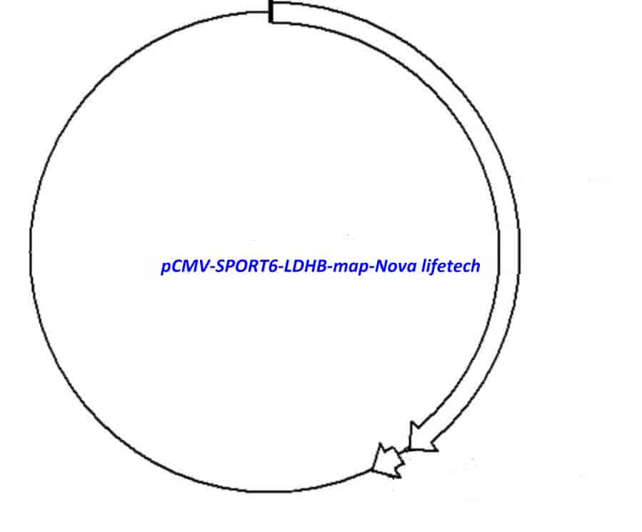 pCMV-SPORT6-LDHB - Click Image to Close
