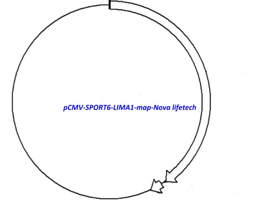 pCMV-SPORT6-LIMA1 - Click Image to Close