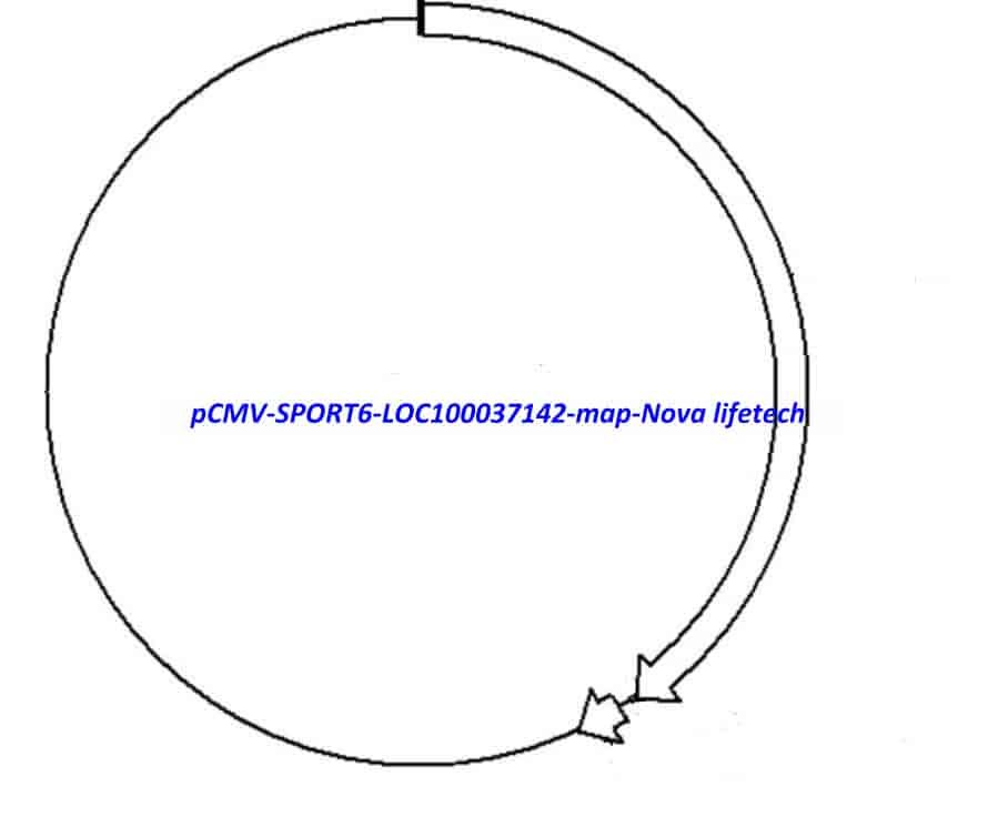 pCMV-SPORT6-LOC100037142 Plasmid - Click Image to Close