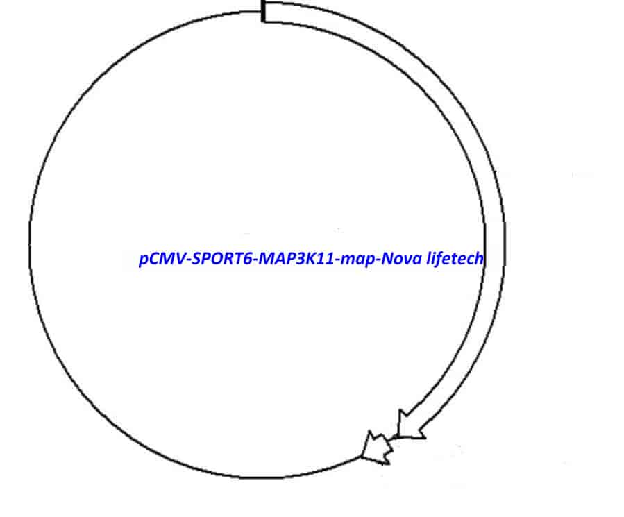 pCMV-SPORT6-MAP3K11 - Click Image to Close