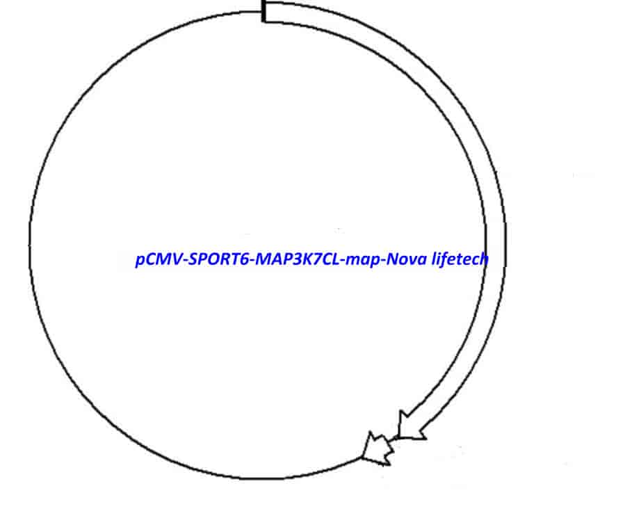 pCMV-SPORT6-MAP3K7CL - Click Image to Close