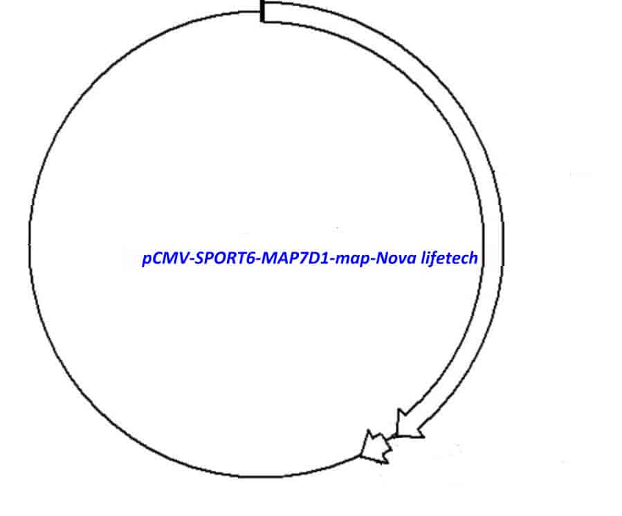 pCMV-SPORT6-MAP7D1 - Click Image to Close