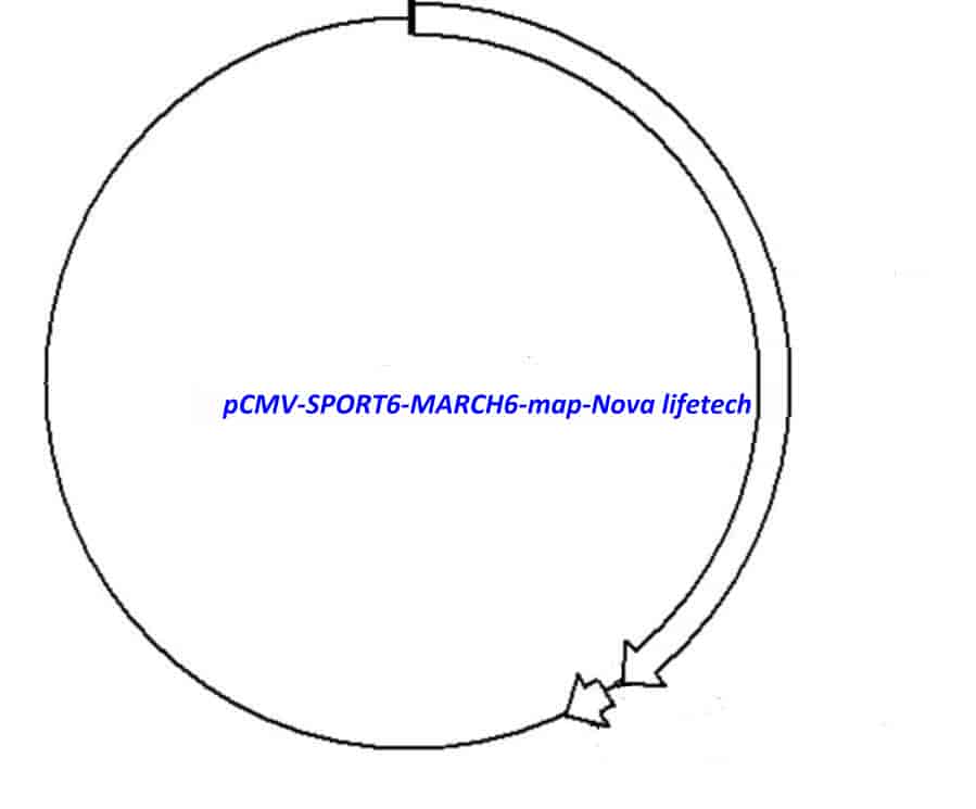 pCMV-SPORT6-MARCH6 Plasmid - Click Image to Close