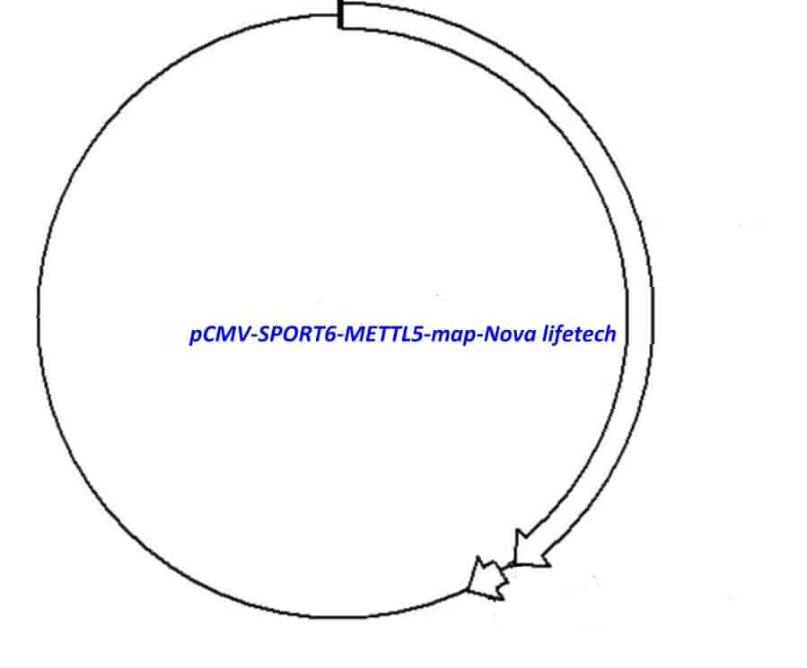 pCMV-SPORT6-METTL5 - Click Image to Close