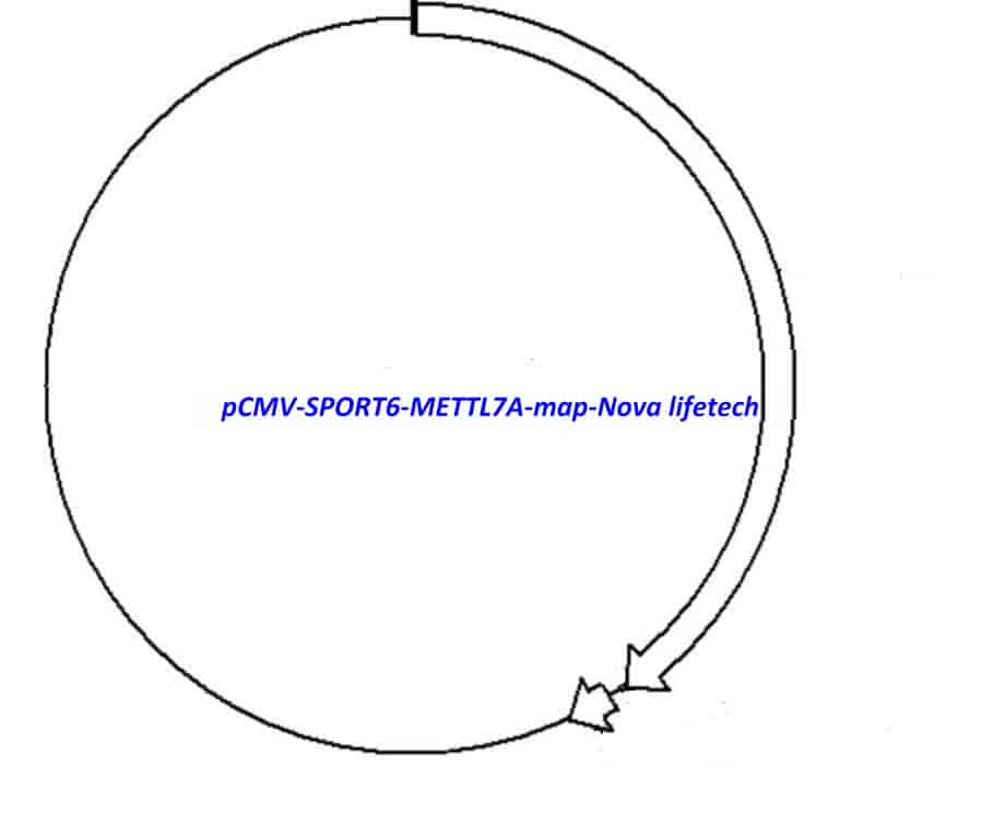 pCMV-SPORT6-METTL7A - Click Image to Close