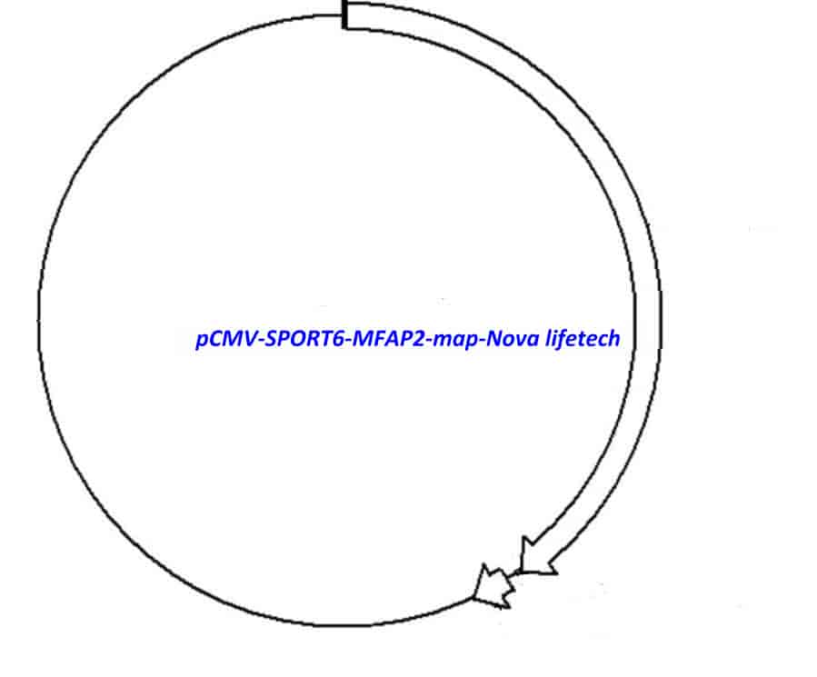 pCMV-SPORT6-MFAP2 - Click Image to Close
