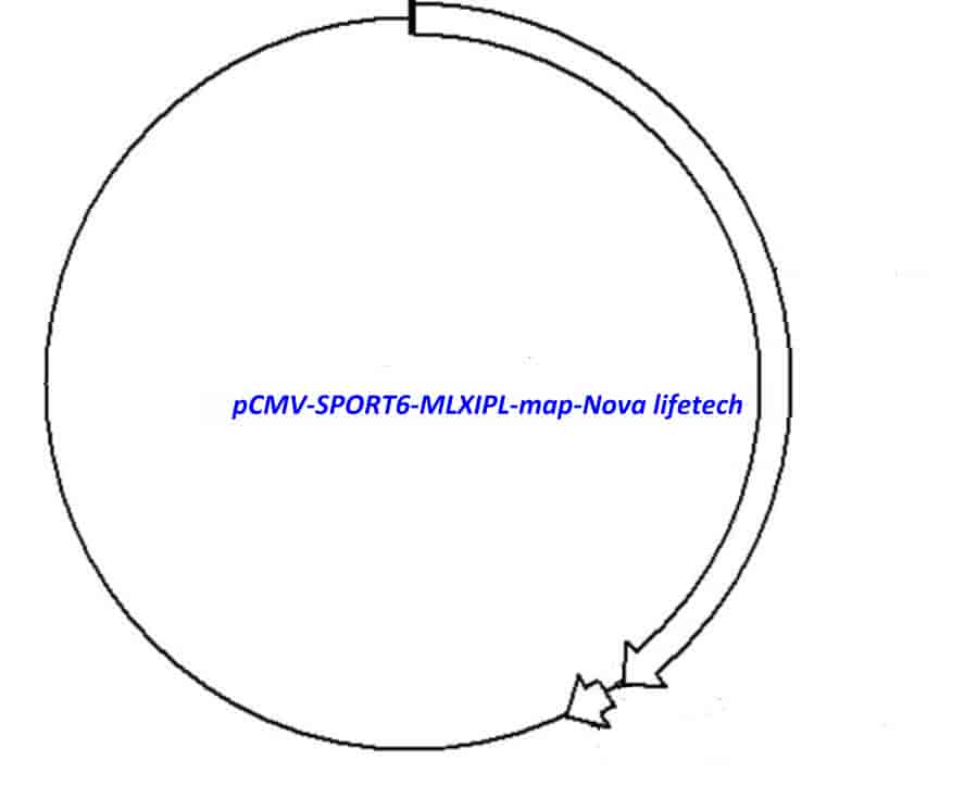 pCMV-SPORT6-MLXIPL - Click Image to Close