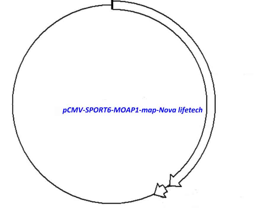 pCMV-SPORT6-MOAP1