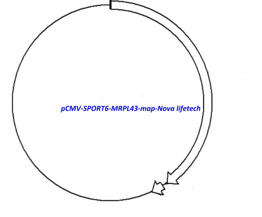 pCMV-SPORT6-MRPL43 Plasmid - Click Image to Close