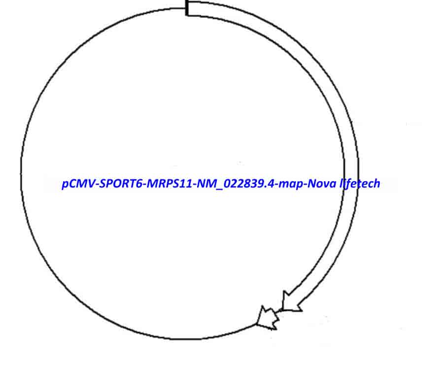 pCMV-SPORT6-MRPS11(NM_022839.4) Plasmid